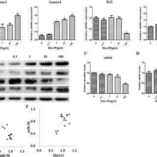 Effects Of Silica Np On Cell Cycle Apoptosis In Gc And Tm Cells