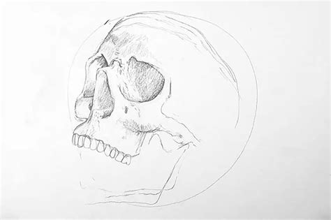 Human Skulls Side View Drawing