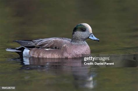 Widgeon Duck Photos and Premium High Res Pictures - Getty Images