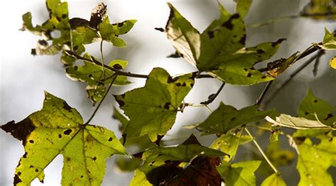 Scientists Prepare For Arrival Of Pest Morning Ag Clips