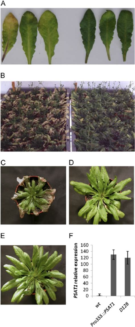 Early Leaf Senescence Phenotype Of Psat1 Mutants From Download