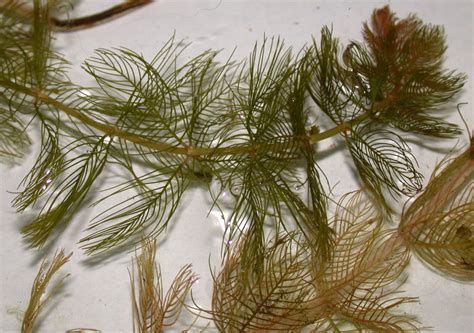 Myriophyllum Spicatum Wyw Cznik K Osowy