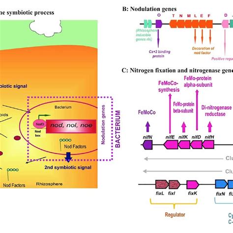 (PDF) Diazotrophs for Lowering Nitrogen Pollution Crises: Looking Deep ...