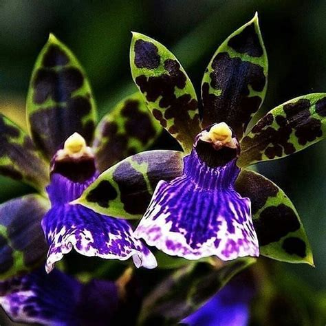 Aprenda Cultivar Orquideas On Instagram Acesse Nosso Cursinho