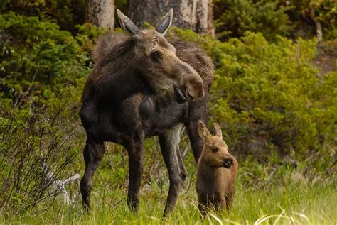 Estes Park Wildlife Tours of Rocky Mountain National Park