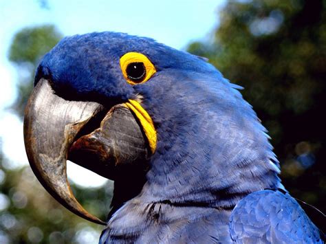 Tudo sobre a arara-azul