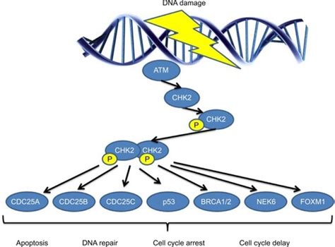 Full Article Current Perspectives On Chek Mutations In Breast Cancer