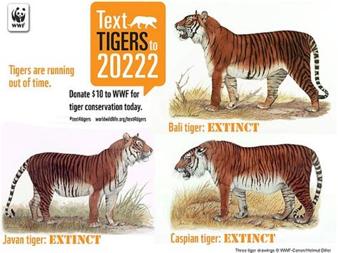 10 Siberian Tiger Facts That Would Show They Are Soon to Be Extinct ...