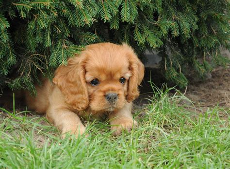 Cavalier King Charles Spaniel Piesek Ruby Zkwp Fci Konopiska