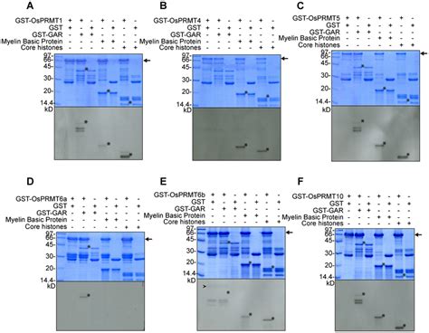 In Vitro Methyltransferase Activity Assay Of The Download