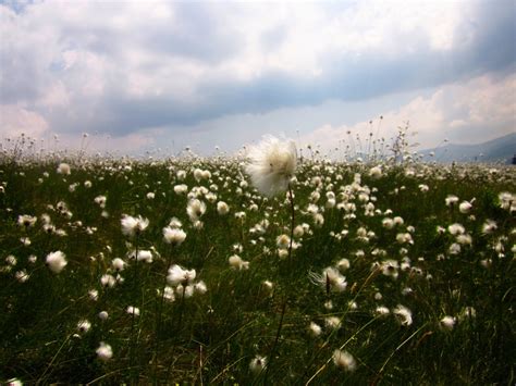 Free Images Landscape Nature Blossom Cloud Sky Field Lawn