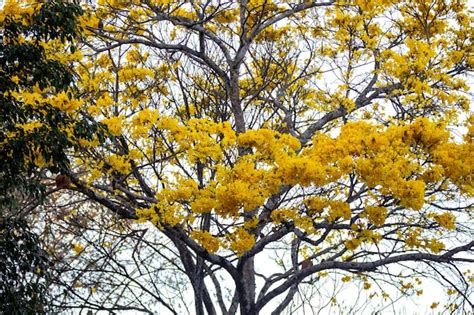 Árvore de trombeta dourada também conhecida como Ipe Amarelo Tabebuia