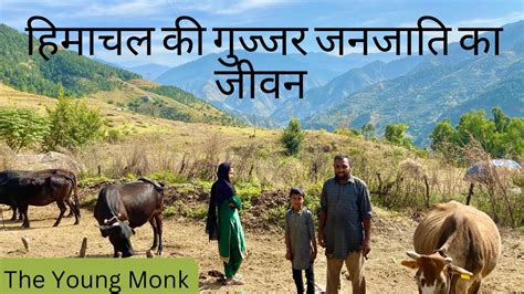 Life Of Gujjar Tribe Of Himachal Pradesh Gaddi Gujjar Community Of