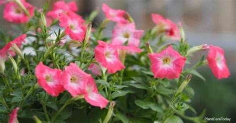 Wave Petunia Care: Tips On Caring For Wave Petunias