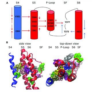 Inactivation Pathways Of The Wild Type K V 1 2 Channel A Arrows