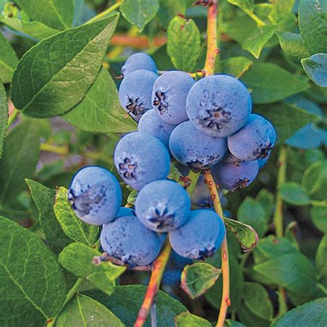 Biloxi Southern Highbush Blueberry Gurneys Seed And Nursery