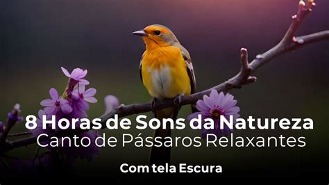 8 Horas de Sons da Natureza Canto de Pássaros Relaxantes para Meditar