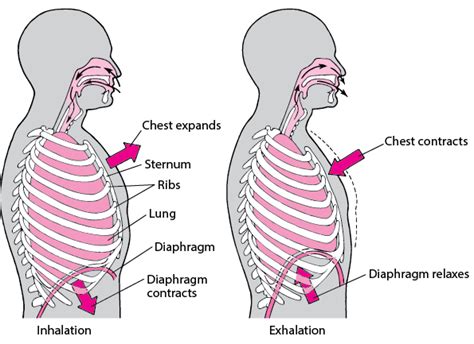 Diaphragm Lungs