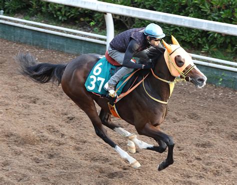 【日曜の注目新馬】スワーヴリチャードの妹バロッサヴァレー、確かな脚力で初陣v狙う Umatoku 馬トク