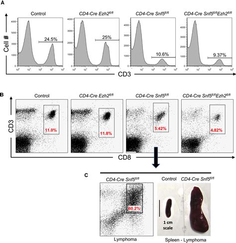 Epigenetic Antagonism Between Polycomb And SWI SNF Complexes During