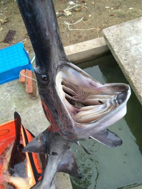 男子釣獲怪魚吃掉，輕輕一咬，爽脆香甜 每日頭條