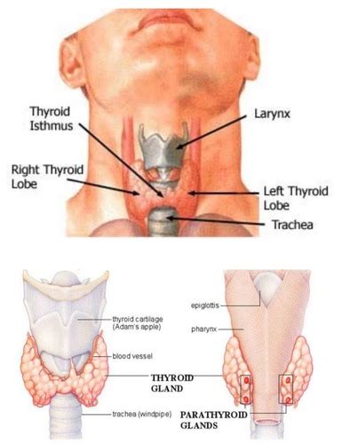 17 Endocrine Diseases Thyroid Parathyroid Glands Flashcards Quizlet