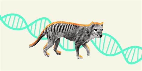 Scientists Are Trying To Clone The Tasmanian Tiger Back To Life