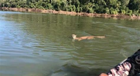 Onça parda é vista atravessando rio em Santa Catarina