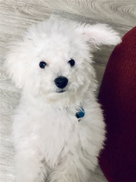 Bichon Frise Puppies For Sale Henderson Nv