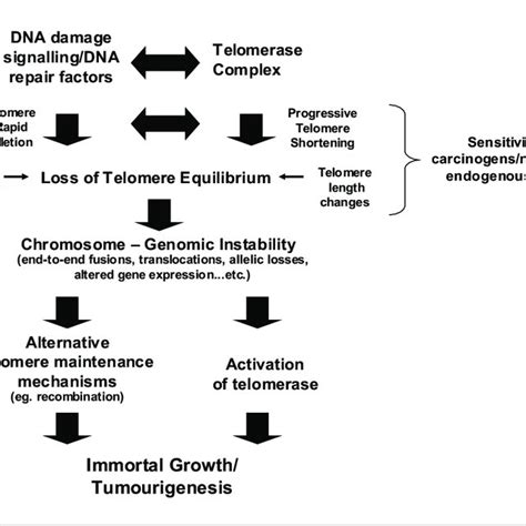 Role S Of Dna Damage Signalling Molecules And Dna Repair Factors As Download Scientific