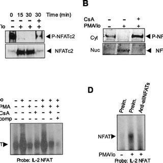 Transcriptional Activation Of A NFAT Dependent Luciferase Reporter In