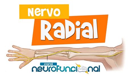 Anatomia Do Nervo Radial BRAINCP