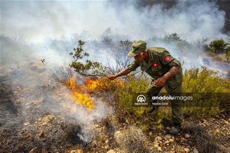 Akibat Angin Kencang Kebakaran Hutan Terjadi Lagi Di Tunisia Anadolu