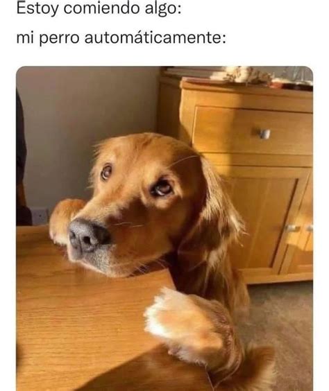 Etiqueta A Esa Amiga Que Le Gustan Los Gatos Memes