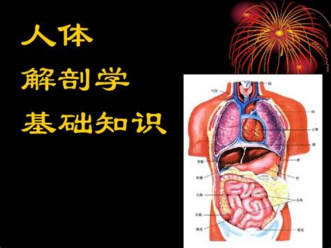 人体解剖学基础word文档在线阅读与下载无忧文档