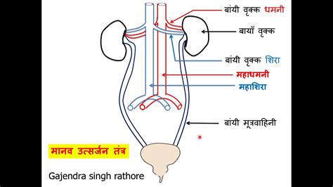 मनव उतसरजन ततर नमकत चतर सटप बय सटप चतर human