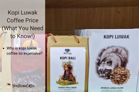 Kopi Luwak Coffee Price (What You Need to Know!)