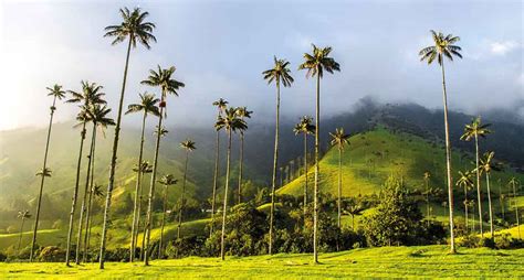 A Guide To Salento Explore The Valle De Cocora And Coffee Farms