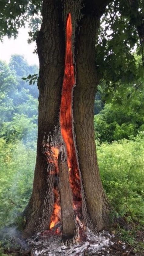 This Oak Tree Burning From The Inside Out From Being Struck By