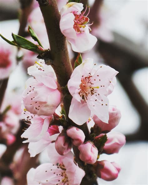 Free Images Branch Flower Petal Food Spring Produce Pink Flora