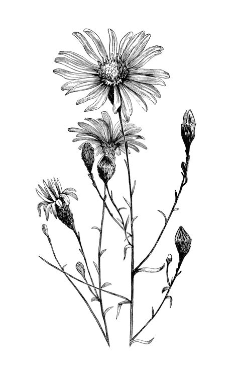 black and white drawing of three flowers on a stem with leaves in the ...