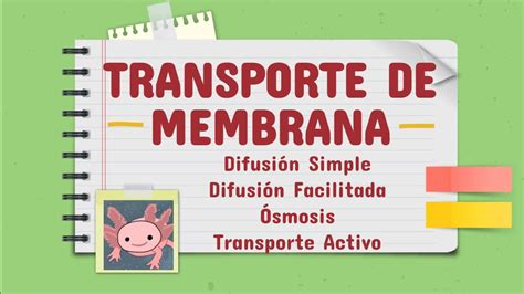 Transporte de membrana DIFUSIÓN SIMPLE DIFUSIÓN FACILITADA ÓSMOSIS