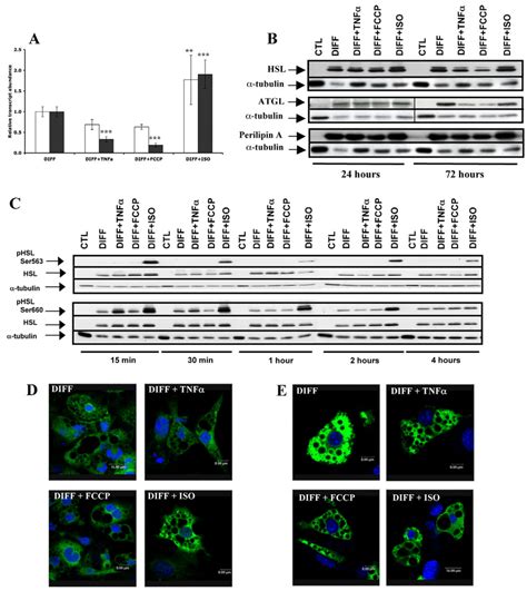 Effect Of Fccp Tnfα And Isoproterenol In The Expression Of Atgl Hsl