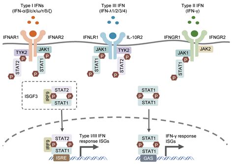 Pathogens Free Full Text The Complexity Of Interferon Signaling In