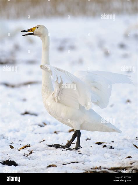 Singschwan Cygnus Cygnus Rastvogel Schwan Singschwan Tier Voegel