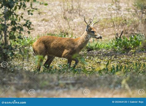 Marsh Deer, Pantanal Brazil Stock Photo - Image of destination, word ...