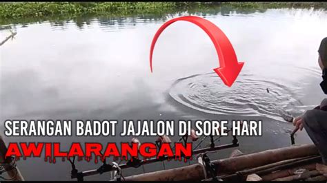 Serangan Babon Di Sore Hari Mancing Saguling Terbaru 2023 YouTube