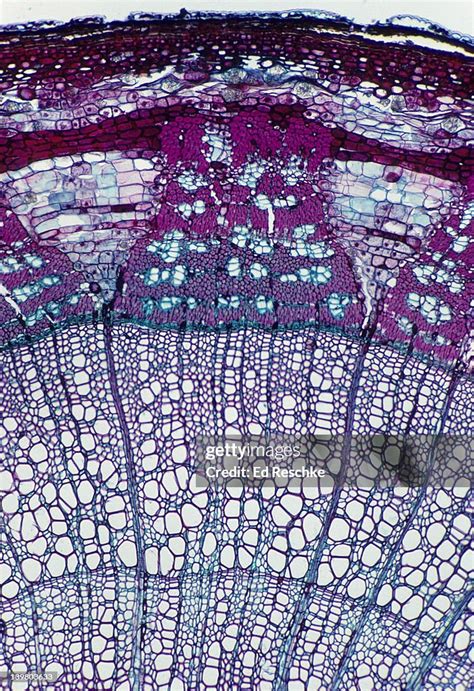 Stem Cross Section Basswood Xylem Phloem Rays Cortex And Cork High Res