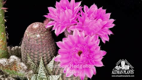 Rainbow Hedgehog Cactus Flower Time Lapse Youtube