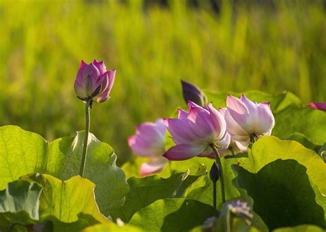 Lotus Flowers Pink Free Photo On Pixabay Pixabay